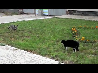 funny fight duel of a cat and a dog