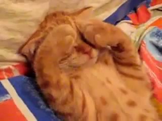 kitten wake up
