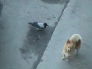 the crow gets the dog